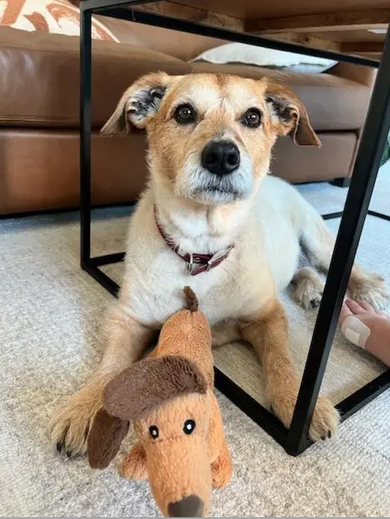 This is Bailey.  Bailey is a terrier mix living in Mill Valley, California.  Her favorite Strava feature is videos/media so she can show off her very cute self.