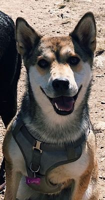 Next up is Luna.  This Shiba Inu / German Shepherd mix lives in Denver Colorado.  Luna loves seeing other dogs out and about and her fave Strava feature is Clubs.