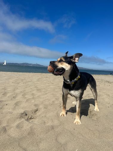 Let me present Henry.  He's a German Shepherd / English Bulldog mix living in San Francisco.  His favorite Strava feature is photos on routes, so he always knows what gear to bring on our runs/hikes! His other favorite feature is the Fi and Strava integration, so that all his friends can see his stats.