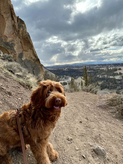 Mog is an Australian Labradoodle living in Marin County, California.  Her favorite feature is drawing routes.   Mog loves to explore new routes by turning on our personal heatmap and finding routes we haven't explored before