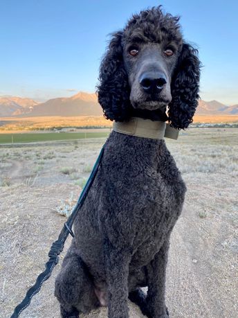 Loving life in Denver, Colorado, this is Patrick, a poodle.  Patrick is a creature of habit so his favorite Strava feature is Local Legends.