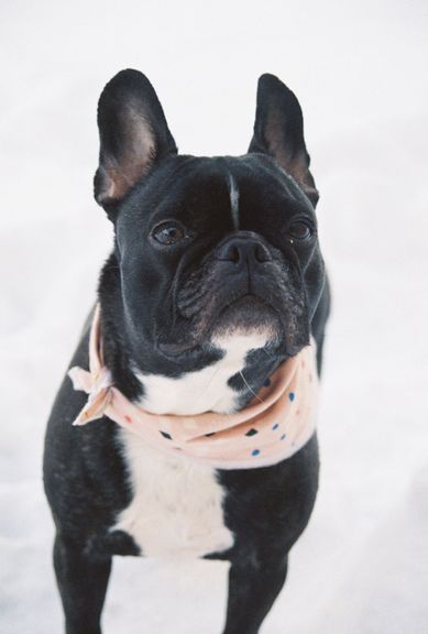 Scout Judith is a French Bulldog mix living in Portland, Oregan. She uses Strava's Goals feature to motivate her to get moving
