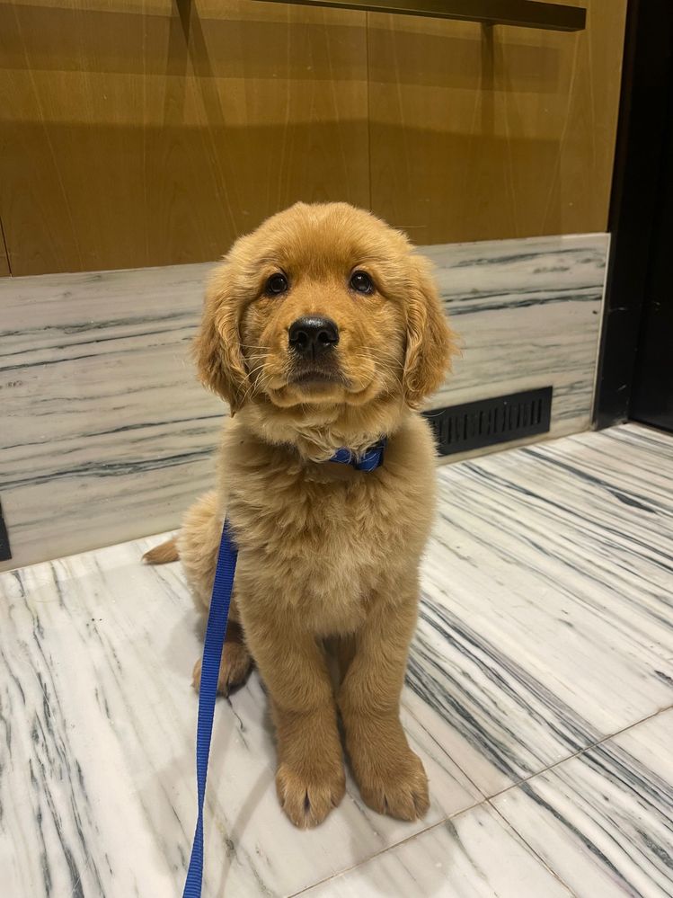Last up we have Buddy.  He's a Golden Retriever living in New York City, and he and his human enjoy tracking their steps